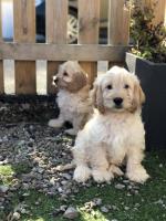 F2 Golden Cockapoos pups in Cork for sale.