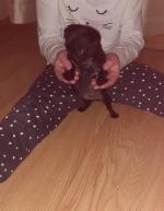 Dogs & puppies for sale in Limerick,