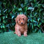 Poodle puppies in Limerick for sale.