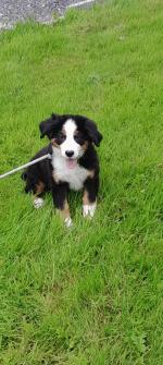 Bernese Mountain dog pup,  IKC registered for sale.