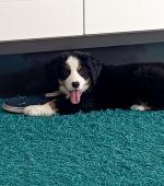 Bernese pups for sale.