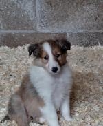 Female Rough collie pup for sale.