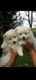 JAPANESE SPITZ for sale.