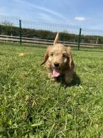 Cockapoo in Carlow for sale.