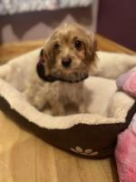 Small size Cavapoo for sale.