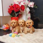 Gorgeous Cavapoo pups for sale.