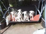 Pitbull puppies in Tipperary for sale.