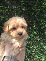 Maltipoo in Monaghan for sale.
