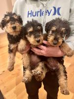 Airedale Terrier Puppies for sale.