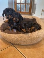 Dachshund puppies 🌟 IKC (Pending) REGISTERED for sale.