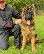 Male German Shepherd in Louth for sale.