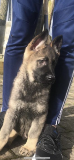 German Shepherd Pups for sale.