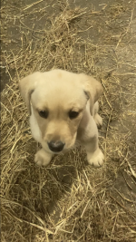 IKC REG Golden Labrador puppies for sale.