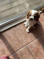 Male Cavalier King Charles for sale.