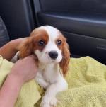 Cavalier King Charles for sale.