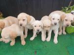 7 amazing golden Labrador pups for sale.
