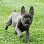 French Bulldog Dogs Puppies For Sale In Ireland French Bulldog Dogs Puppies For Sale In Ireland