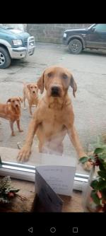 2 year old female Fox Red Labrador, IKC registered for sale.