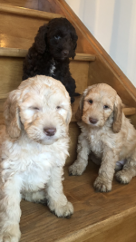 Cockapoo pups in Offaly for sale.