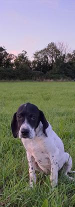 English Pointer for sale.