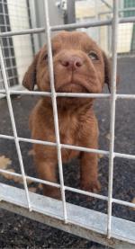 Chocolate Labrador IKC pups in Monaghan for sale.