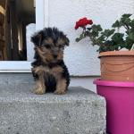 Yorkie Pups for sale.