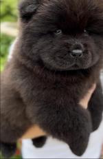 IKC Registered Chow chow pups for sale.