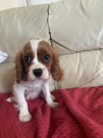 Cavalier King Charles for sale.