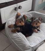Biewer Yorkshire terrier in Kerry for sale.