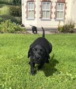 Black Labrador pups for sale.