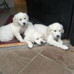 IKC Registered Golden Retriever puppies for sale.
