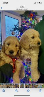 Golden Labradoodle pups for sale.
