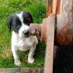 Tiny the Springer Spaniel puppies for sale.
