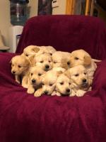 9 Pedigree Golden Retriever puppies for sale.
