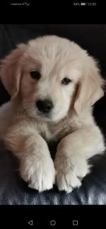 donedeal golden retriever
