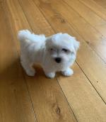 IKC Registered Maltese puppies for sale.