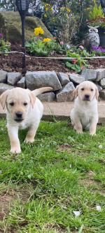 Pedigree Labrador Pups for sale.