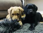 Pure Bred Black and Golden Labrador Puppies for sale.