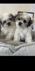 Lhasa Apso cross puppies for sale.