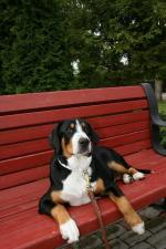 Entlebucher Mountain Dog [sold].