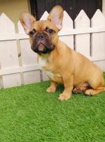 Adorable IKC registered french bulldog puppies for sale.