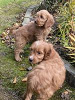 Apricot Cockapoo puppies for sale.