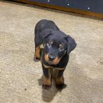 Rottweiler pups in Limerick for sale.