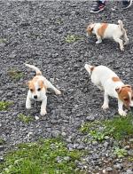 Jack Russells for sale.
