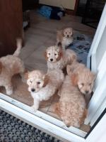Cuddly Cockapoo puppies for sale.