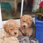 🐾 Toy Poochon puppies (Red Toy Poodle x Bichon) for sale.