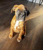 Health tested Boxer puppies for sale.