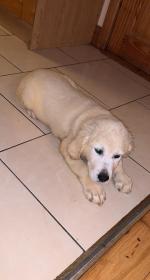 Golden Retriever pup for sale.