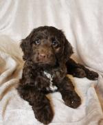 Poodle x Spaniel in Tipperary for sale.