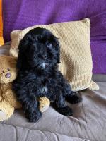 Cavapoo in Carlow for sale.
